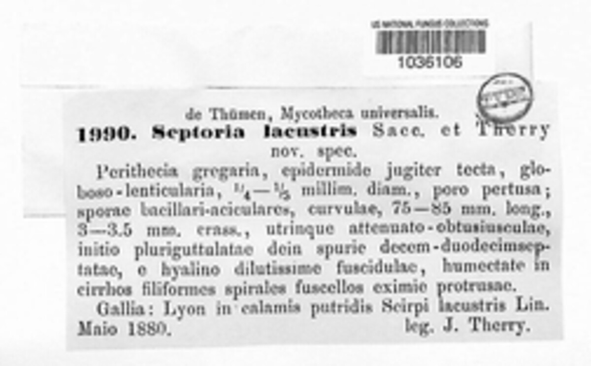 Septoria lacustris image